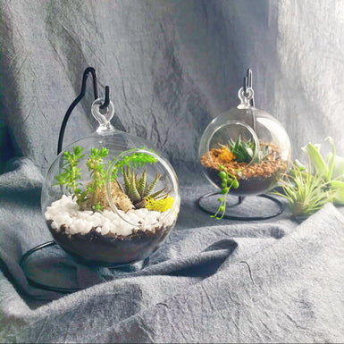 Mini Haworthia Terrarium