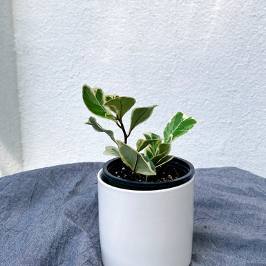 Ficus Triangularis